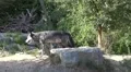 Eastern Timber Wolves pack in sunny hills landscape HD Footage