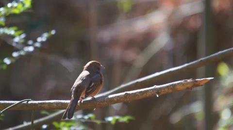 Eastern Towhee 库存影片 1104310