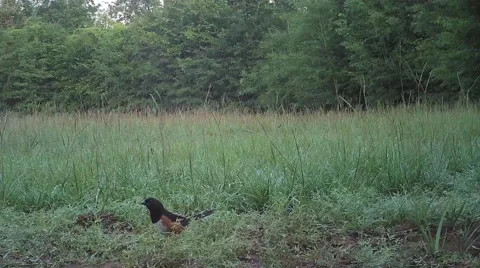 Eastern Towhee Stock-Footage 65501070