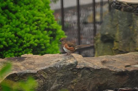 Eastern Towhee Fotos de archivo