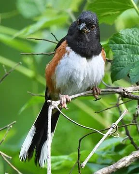 Eastern Towhee Stock Photos