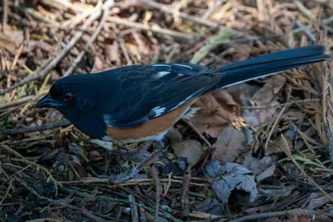 Eastern Towhee Stock Photos