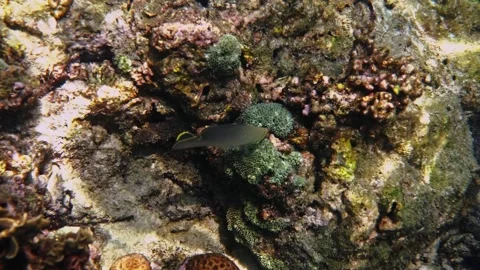 Eastern Triangle Butterflyfish swimming over tropical coral reef Vídeos de archivo 335186597