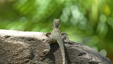 Eastern Water Dragon Basking on a Rock in Australia Zoo 스톡 동영상 331412938