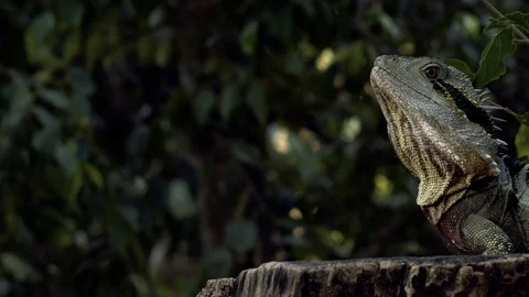 Eastern Water Dragon Stock Footage 117031128