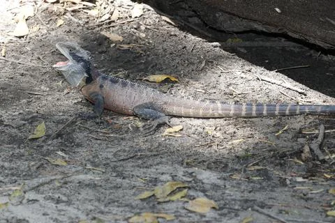 Eastern water dragon. Stock Photos