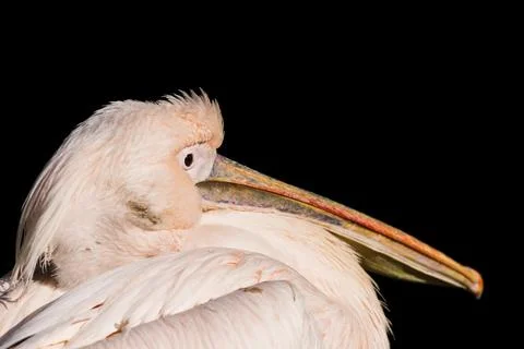 Eastern white pelican Stock Photos