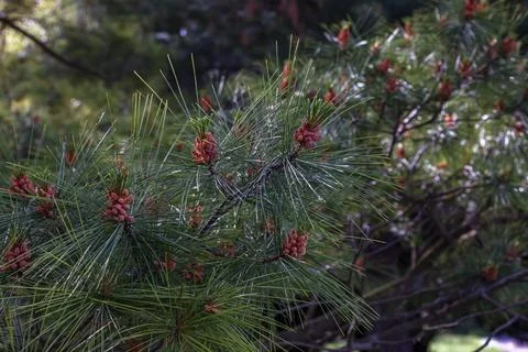 Eastern white pine branch with fresh needle growth Stock Photos