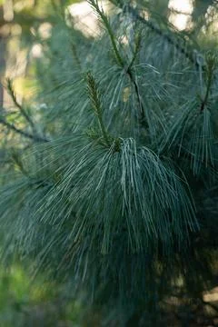 Eastern white pine branch with long needles and young shoot growing close up 스톡 사진