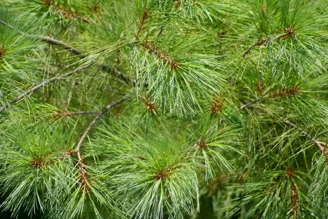 Eastern white pine closeup Foto stock