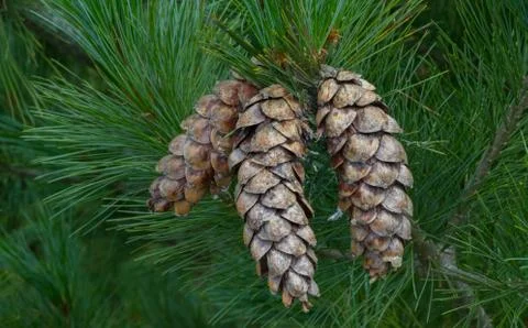Eastern white pine dry open cones, northern white pine, white pine, Weymouth  Stock Photos