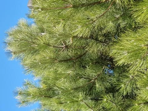 Eastern White Pine Stock Photos