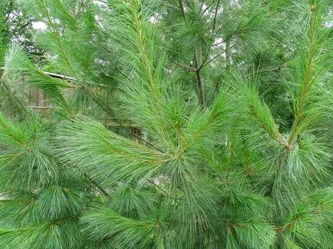 Eastern white pine. Pinus strobus Stock-Fotos