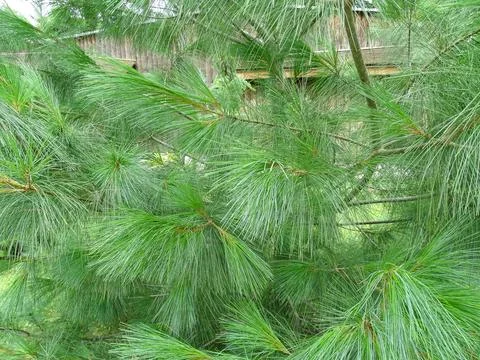 Eastern white pine. Pinus strobus Stockfoto's