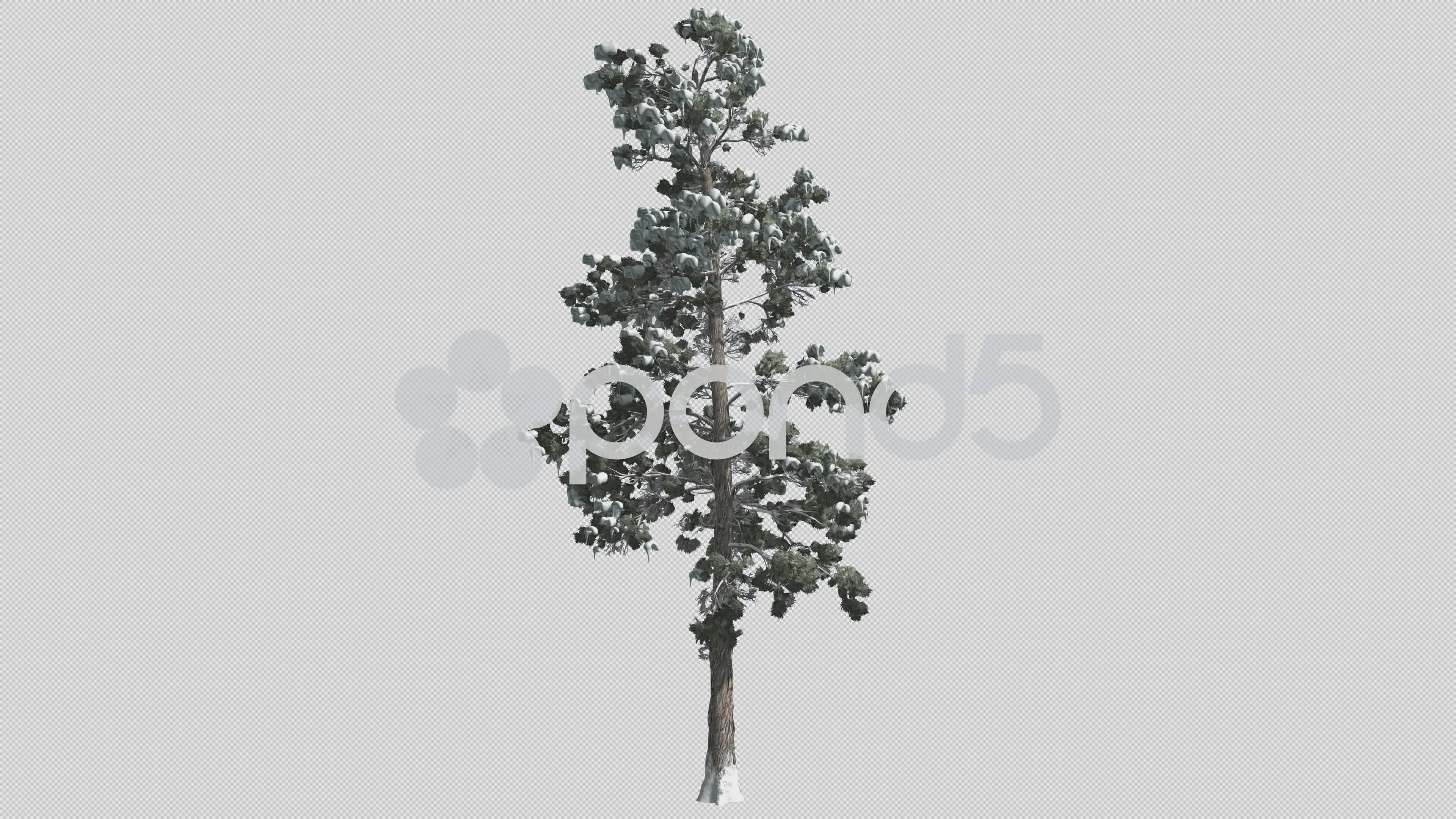Eastern White Pine Snow On A Branches Th Stock Video Pond5 - pine leaves texture roblox snow