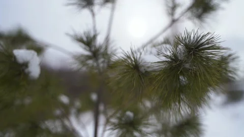 Eastern White Pine in winter Stock Footage 149894400