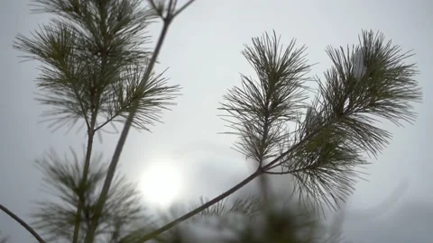 Eastern White Pine in winter Stock Footage 149894856