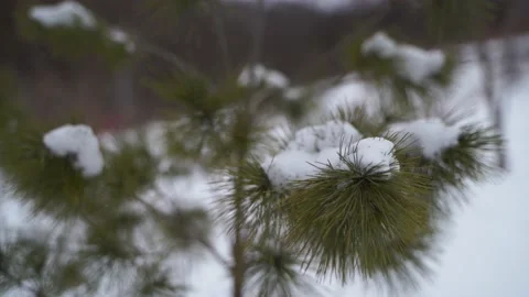 Eastern White Pine in winter Stock Footage 149894907