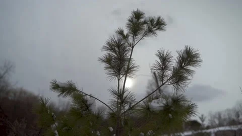 Eastern White Pine in winter Stock Footage 149894919