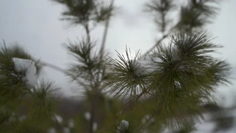 Eastern White Pine in winter Stock Footage 149894968