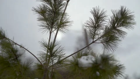 Eastern White Pine in winter Stock Footage 149894986