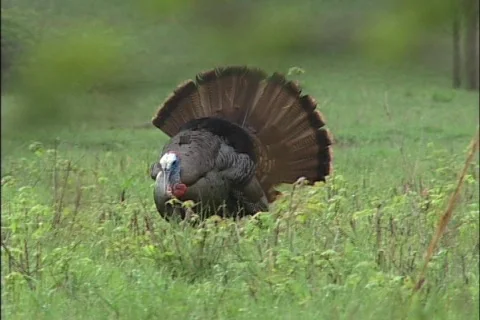 Eastern wild turkey 02 Stock Footage 535857