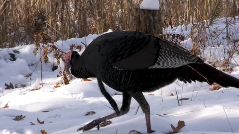 Eastern Wild Turkey feeding, Winter, E USA Stock Footage 120246026