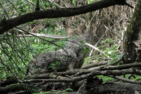 The eastern wolf Canis lycaon. Close image of a wild Stock Photos