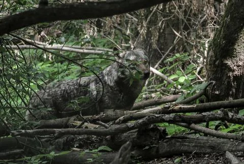 The eastern wolf Canis lycaon. Close image of a wild Stock Photos