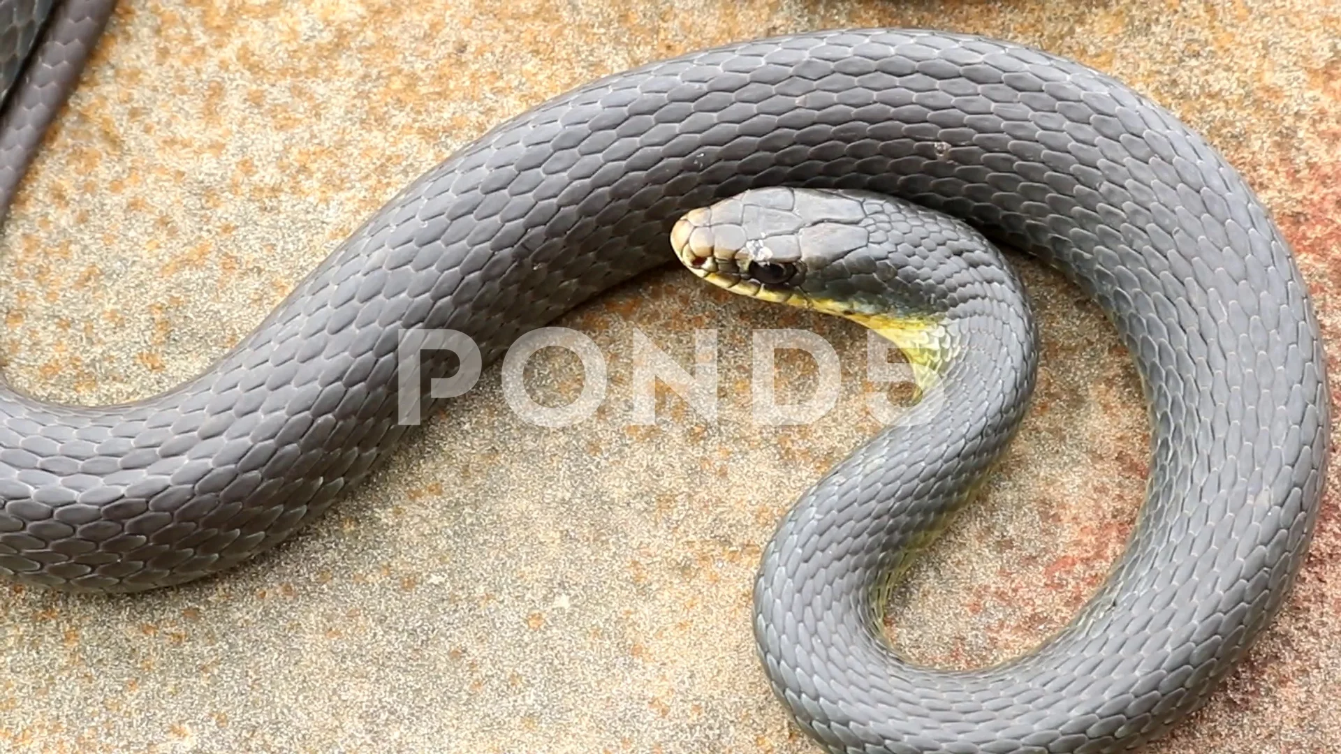 Eastern Yellow-belly Racer, Coluber constrictor flaviventris