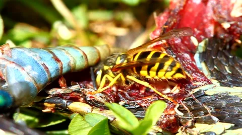 Eastern Yellowjacket Eating Snake Stock-Footage 55779040