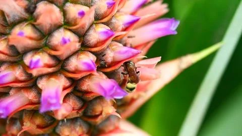 Eastern Yellowjacket paper wasp on Pineapple blossom and fruit Stock Footage 170533819