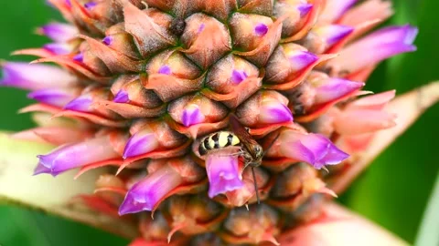 Eastern Yellowjacket paper wasp on Pineapple blossom and fruit Stock Footage 170534016