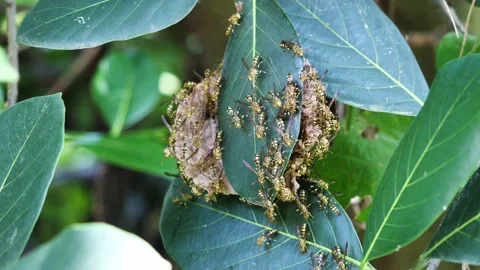 Eastern Yellowjacket paper wasps hive in green leaf plant tree Stock Footage 163258792