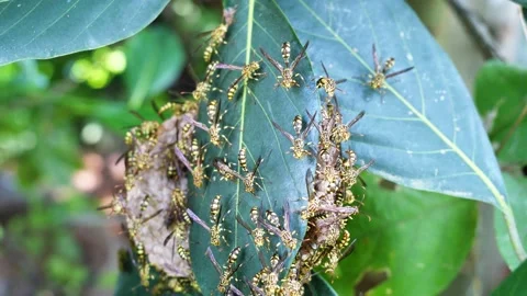 Eastern Yellowjacket paper wasps hive in green leaf plant tree Stock Footage 163628933