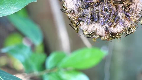 Eastern Yellowjacket paper wasps hive in green leaf plant tree Stock Footage 166605213