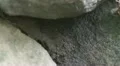 Eastern Yellowjackets (Vespula maculifrons) HD Footage