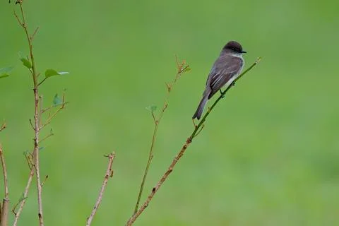 EasternPhoebe 1 Stock Photos