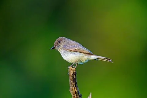 EasternPhoebe 1 Stock Photos