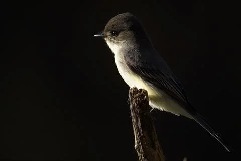 EasternPhoebe Stock Photos