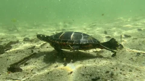 Eastsern Painted Turtle #2 Vídeos de archivo 272452909