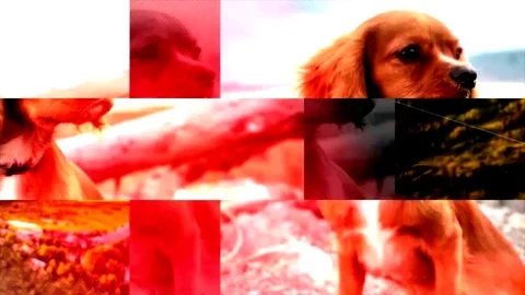 Easy Clean Slideshow After Effects stock