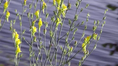 Easy the evening breeze. Stock Footage 65521665