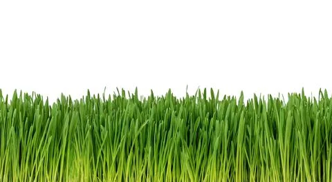 Easy to extend, seamless, fresh grass isolated on white Stock Photos