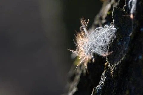 Easy feather in the air Stock Photos
