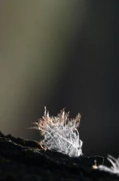 Easy feather in the air Stock Photos