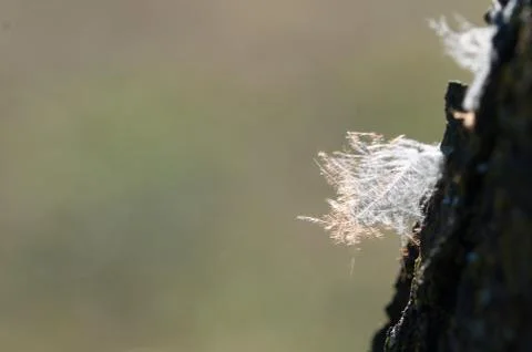 Easy feather in the air Foto stock