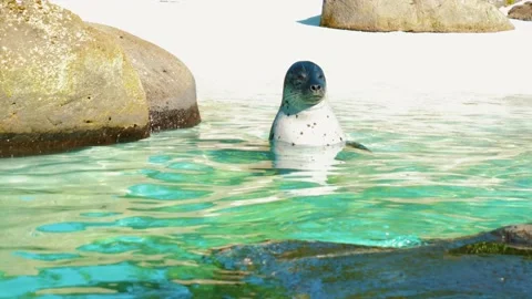 Easy going seal, 4K Video stock 137961092