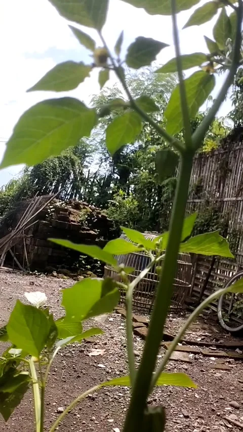 Easy ground cherry plant Stock Footage 325560759