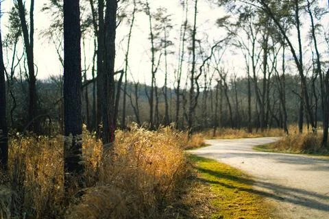 Easy Landscape- Sunset- (forest) Stock Photos